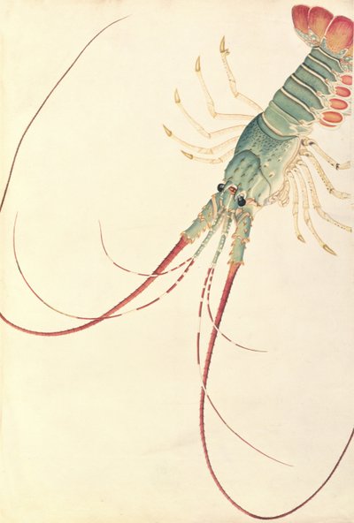 Oodang Katik la-ote, from Drawings of Animals, Insects and Reptiles from Malacca by Chinese School